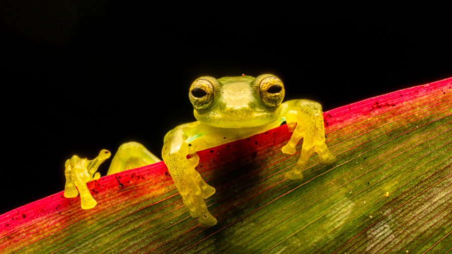 Una rana de cristal esmeralda posada sobre una hoja en el bosque nuboso de Mindo, en Ecuador. Crédito: Jon G. Fuller/Universal Images Group a través de Getty Images