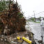 A man looks at a fallen tree in St. Catherine, Jamaica, shortly before Hurricane Melissa made landfall on Tuesday 28. Credit: Ricardo Makyn/AFP via Getty Images