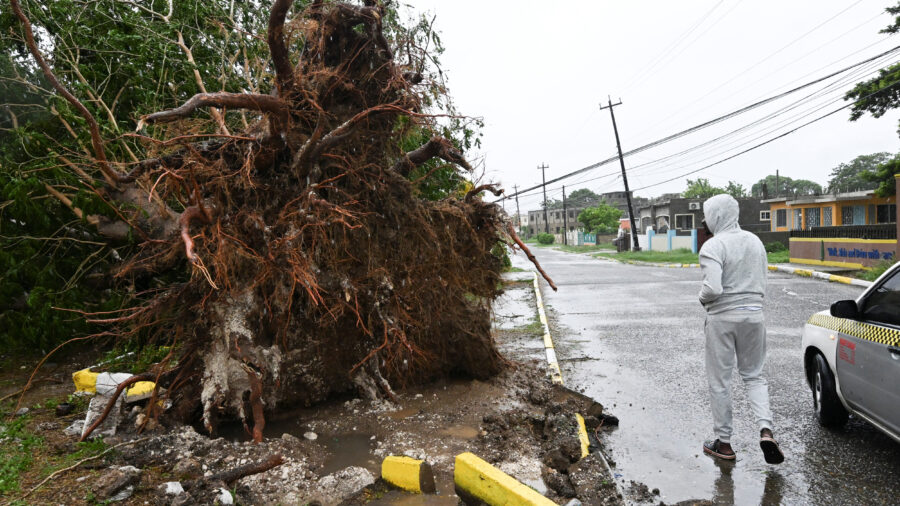A man looks at a fallen tree in St. Catherine, Jamaica, shortly before Hurricane Melissa made landfall on Tuesday 28. Credit: Ricardo Makyn/AFP via Getty Images