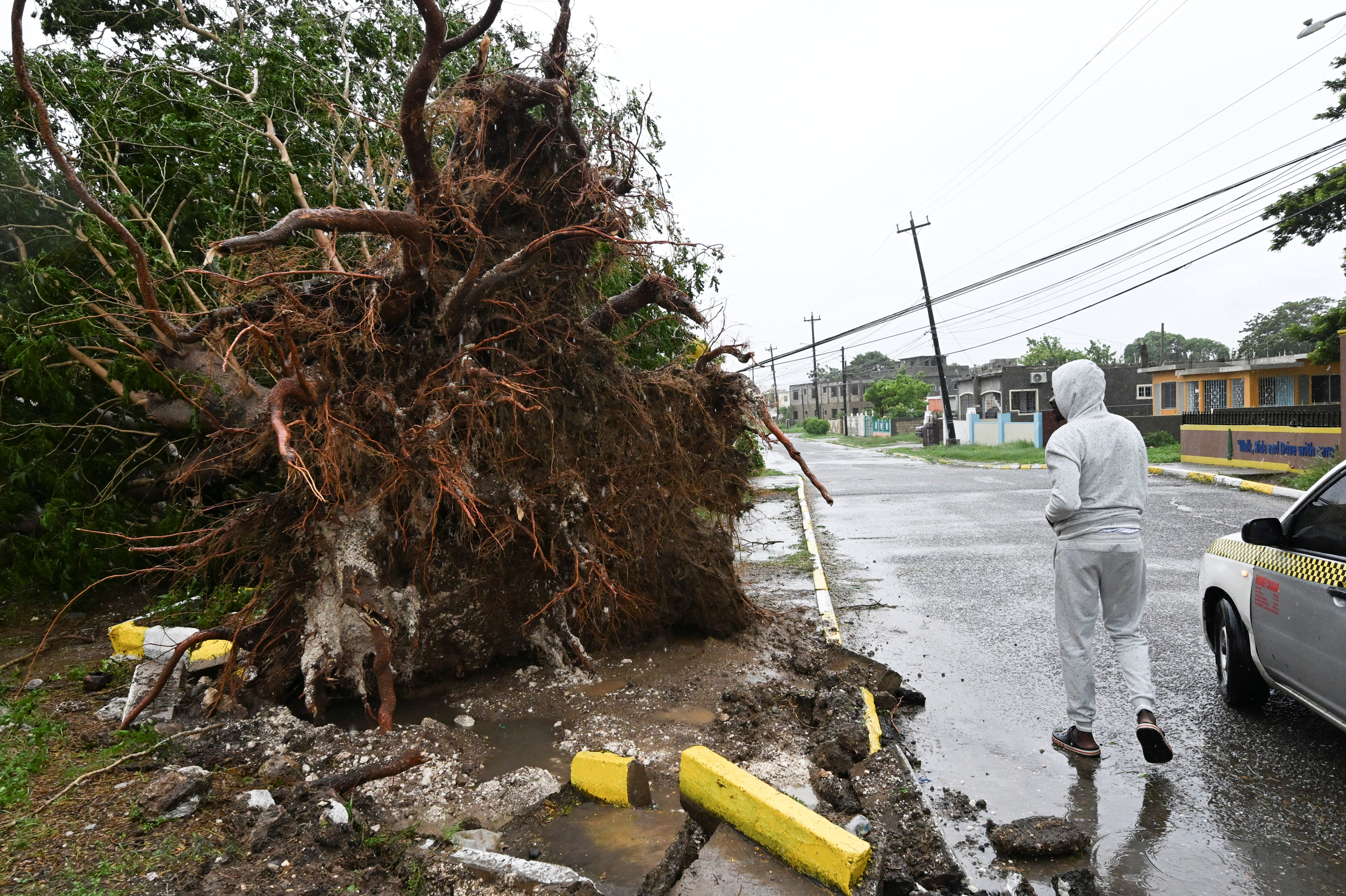 A man looks at a fallen tree in St. Catherine, Jamaica, shortly before Hurricane Melissa made landfall on Tuesday 28. Credit: Ricardo Makyn/AFP via Getty Images