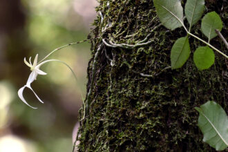 An uncommonly found ghost orchid blooms in the swamp at Fakahatchee Strand Preserve State Park in Copeland, Fla. Credit: Rhona Wise/AFP via Getty Images