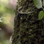An uncommonly found ghost orchid blooms in the swamp at Fakahatchee Strand Preserve State Park in Copeland, Fla. Credit: Rhona Wise/AFP via Getty Images