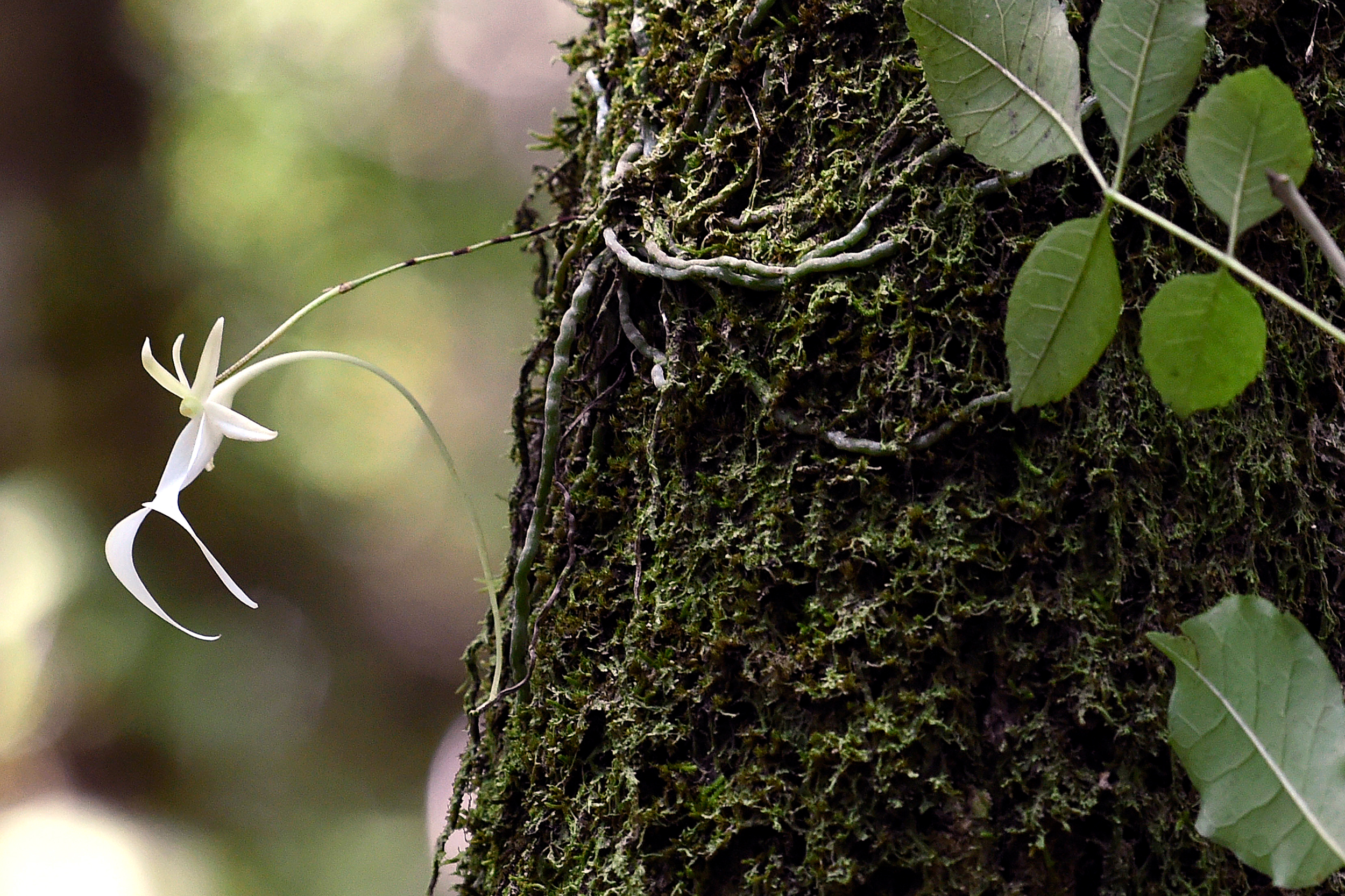 An uncommonly found ghost orchid blooms in the swamp at Fakahatchee Strand Preserve State Park in Copeland, Fla. Credit: Rhona Wise/AFP via Getty Images