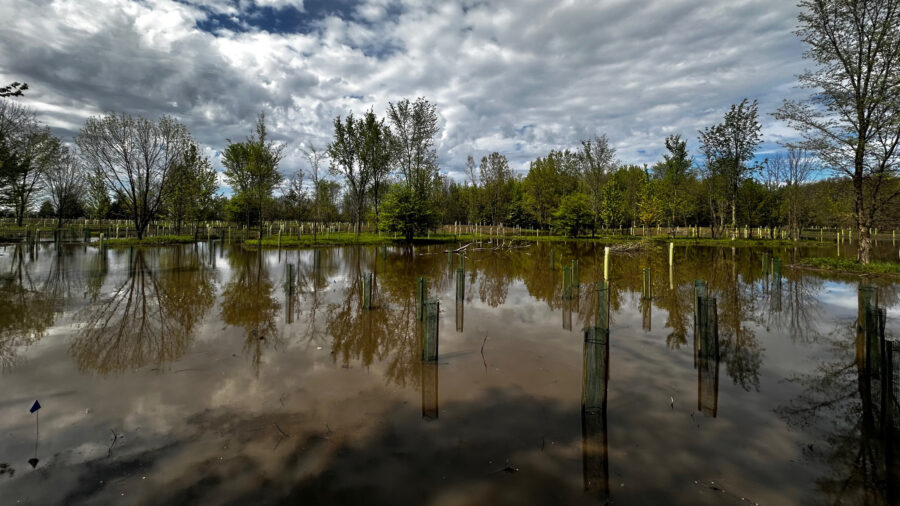 A view of the Funk-DeWald Nature Preserve, one of H2Ohio’s wetland restoration projects, in Seneca County, Ohio. Credit: H2Ohio