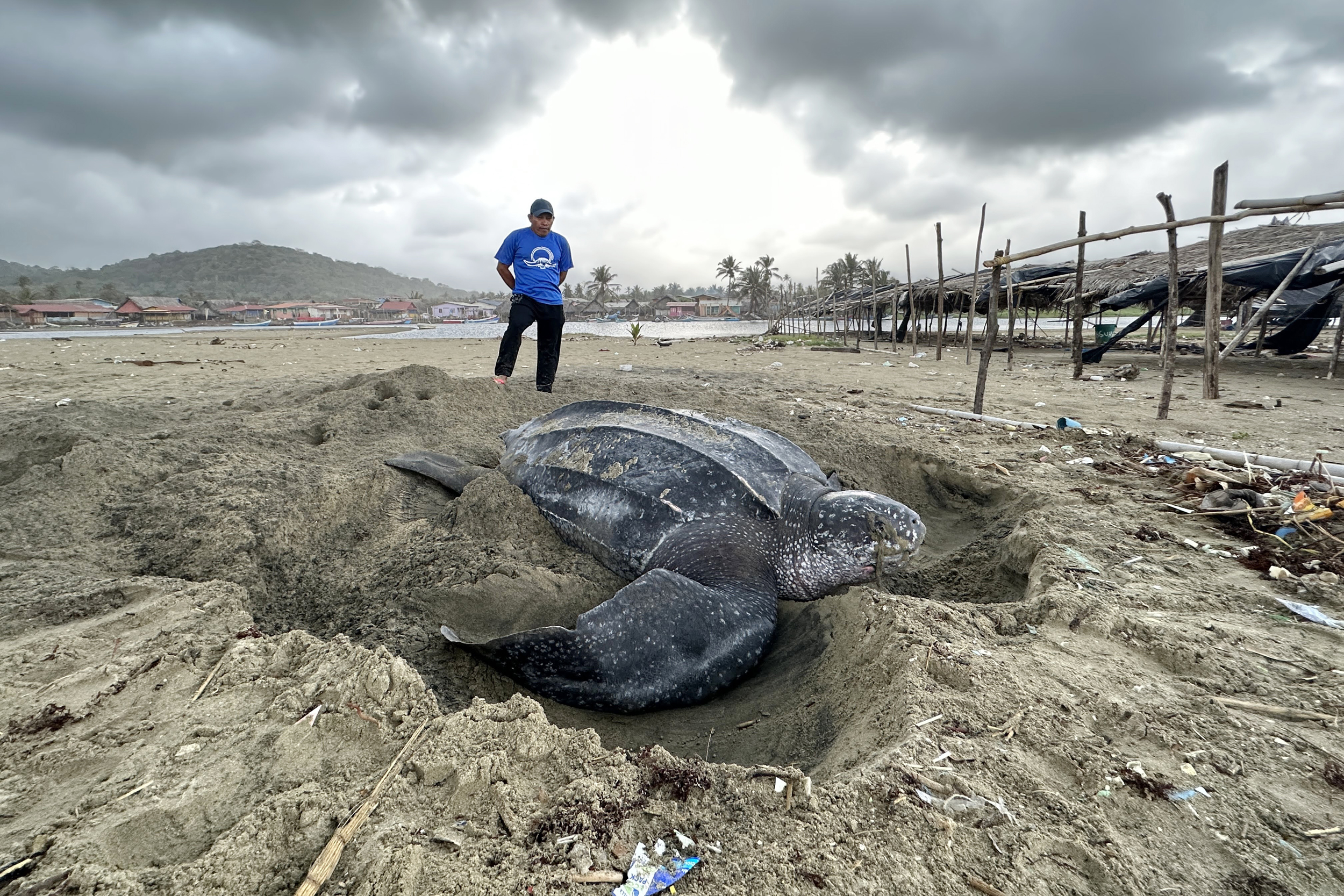 An Indigenous Guna community member monitors a nesting leatherback in Armila, Panama. Credit Teresa Tomassoni/Inside Climate News