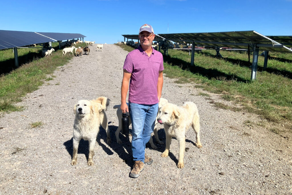 Sheep farmer Daniel Bell stands near his flock, joined by his dogs, Honey, Junior and Roxy, at Turkey Creek Solar Ranch in Lancaster, Ky. Credit: Dan Gearino/Inside Climate News