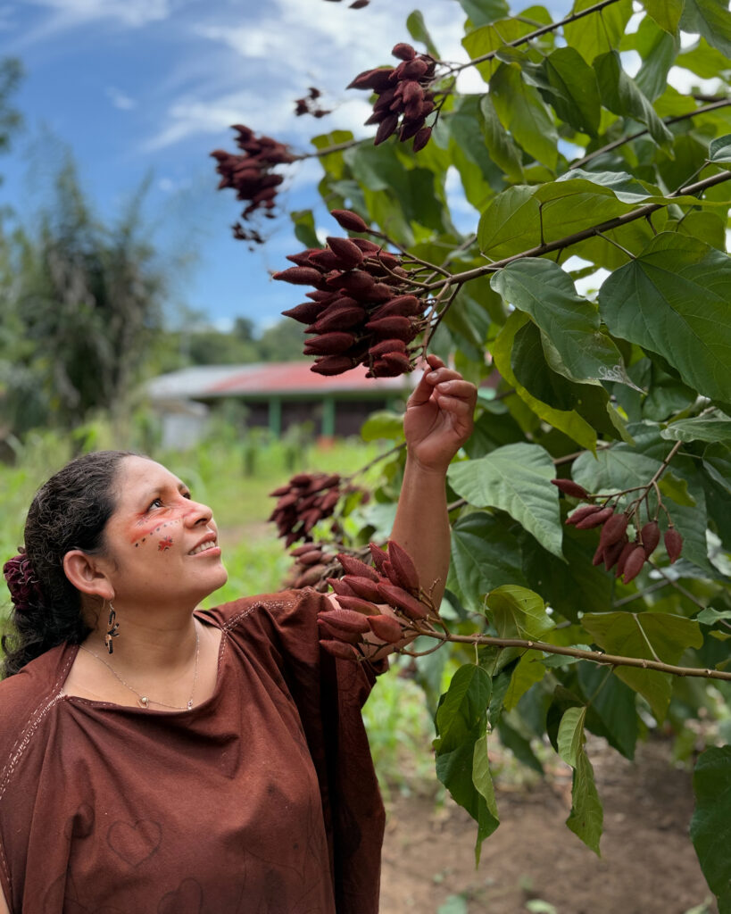 Micaela Huaman Fernandez’s passion for conserving stingless bees, she says, stems from the fact that they pollinate many of the native plants and trees her people depend on for food, medicine and cultural practices, like the achiote tree, also known as the “lipstick tree.” Like many Indigenous peoples throughout the region, she uses the red seeds of the tree for traditional face and body painting. Credit: Teresa Tomassoni/Inside Climate News