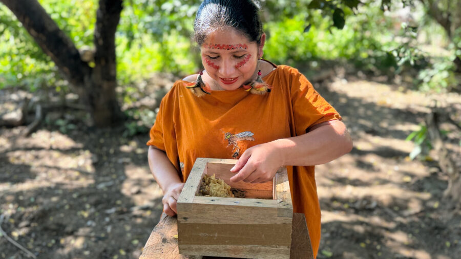 Micaela Huaman Fernandez, an Asháninka stingless beekeeper, inspects a hive of Tetragonisca angustula bees. Credit: Teresa Tomassoni/Inside Climate News