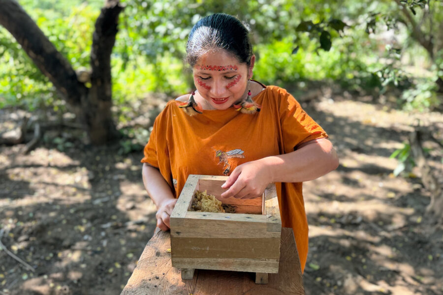 Micaela Huaman Fernandez, an Asháninka stingless beekeeper, inspects a hive of Tetragonisca angustula bees. Credit: Teresa Tomassoni/Inside Climate News