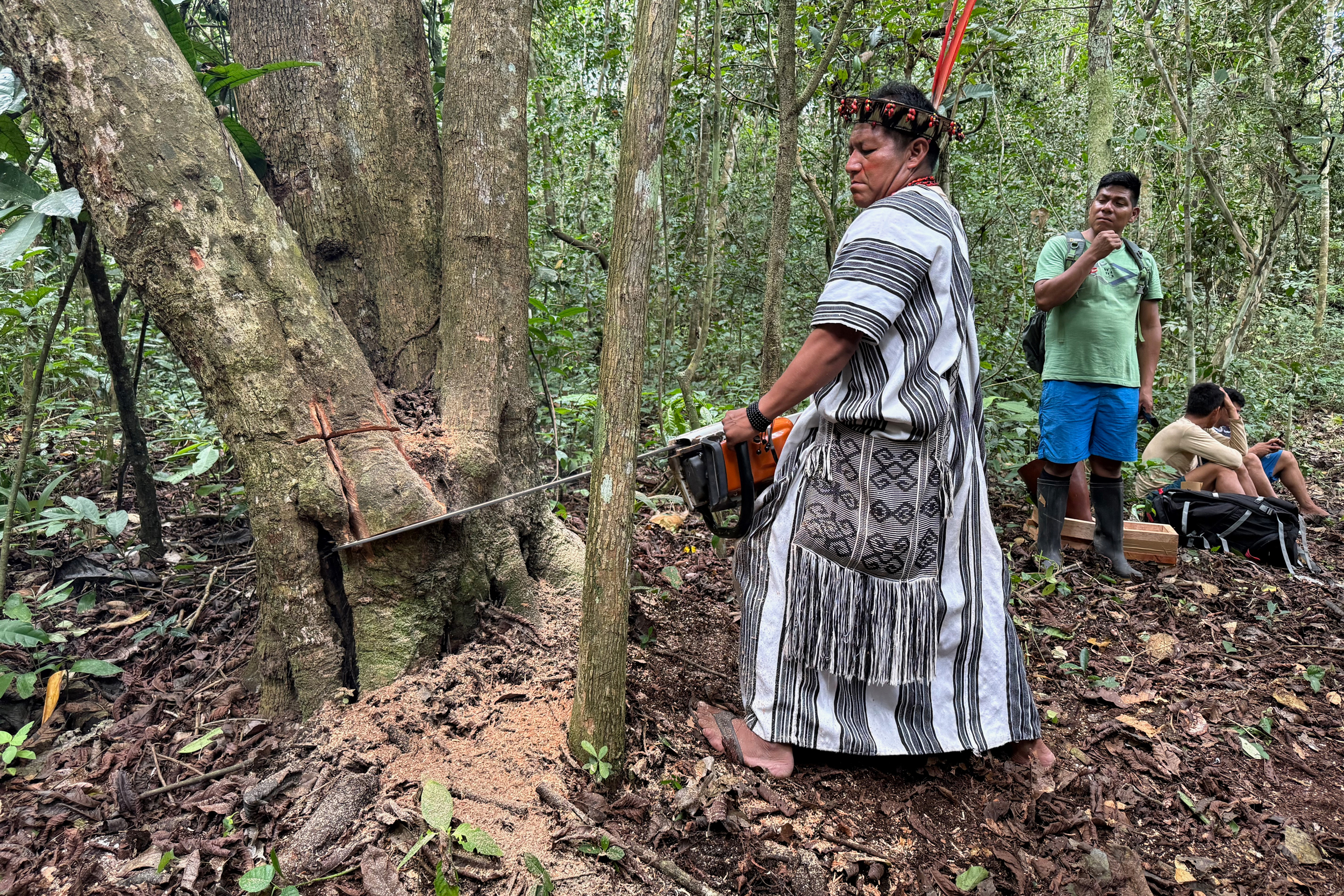Asháninka leader, César Ramos, demonstrates how to carefully remove a wild stingless bee nest from a tree without cutting it down. Credit: Teresa Tomassoni/Inside Climate News