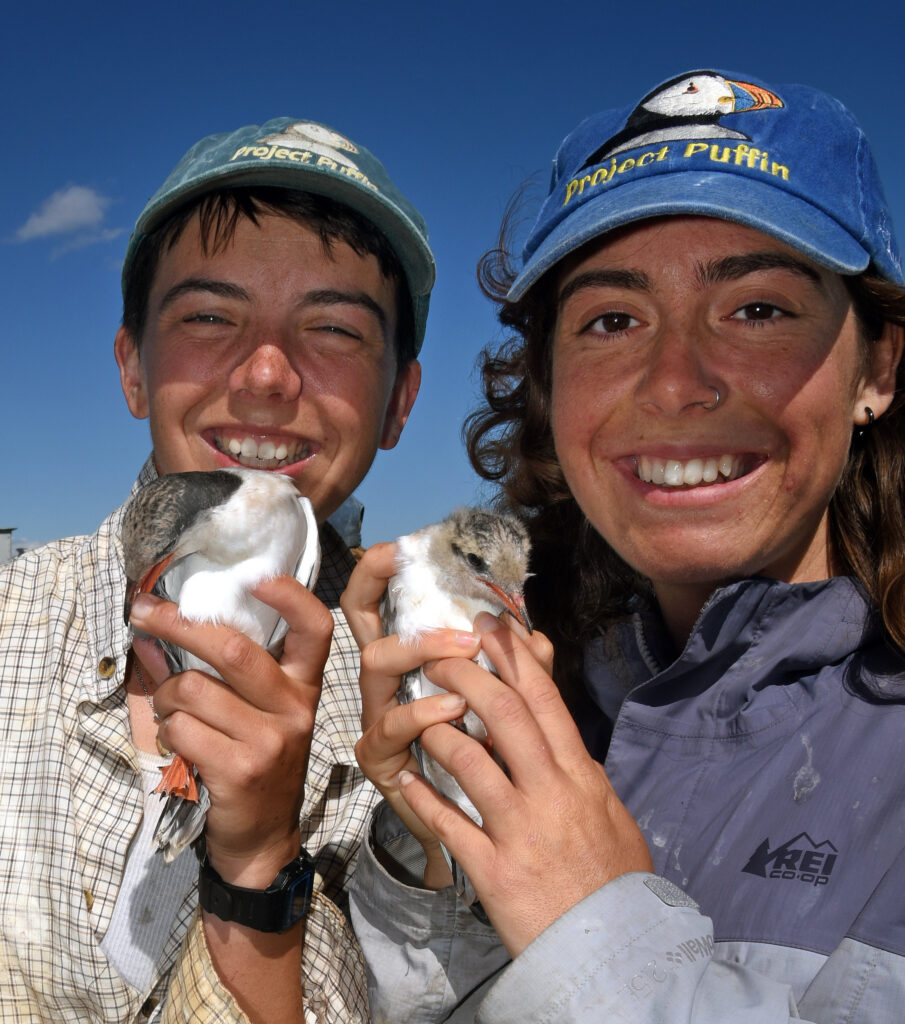 Seal Island research assistants Liv Ridley (left) and Camilla Dopulos hold tern chicks being monitored to see if they are growing properly. Credit: Derrick Jackson/The Equation
