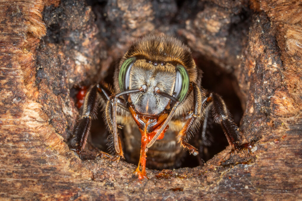 A stingless Melipona eburnea worker bee guards her nest entrance, sticking resin from the Sangre de Grado tree around the entrance hole to ward off potential invaders. Credit: Kathryn Naherny
