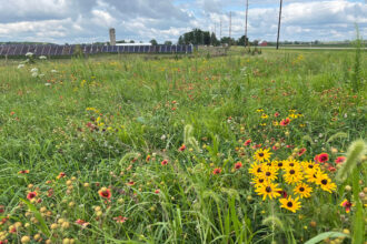 Flowers and grasses can be planted ahead of a solar farm’s construction, ensuring a healthy and stable soil in the future. Credit: Courtesy of McCarthy Building Companies