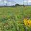 Flowers and grasses can be planted ahead of a solar farm’s construction, ensuring a healthy and stable soil in the future. Credit: Courtesy of McCarthy Building Companies