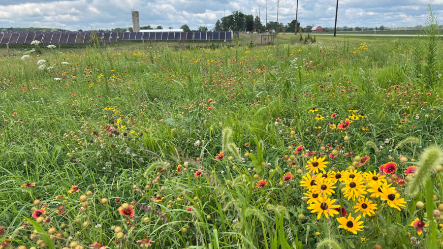 Flowers and grasses can be planted ahead of a solar farm’s construction, ensuring a healthy and stable soil in the future. Credit: Courtesy of McCarthy Building Companies