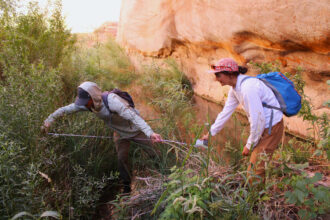 Jace Lankow and Zanna Stutz measure a beaver dam in Glen Canyon on Sept. 16. Environmental advocates say the return of beavers to the canyon is a sign that nature is thriving in areas that were once submerged by Lake Powell. Credit: Alex Hager/KUNC