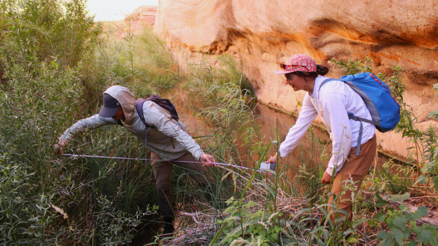 Jace Lankow and Zanna Stutz measure a beaver dam in Glen Canyon on Sept. 16. Environmental advocates say the return of beavers to the canyon is a sign that nature is thriving in areas that were once submerged by Lake Powell. Credit: Alex Hager/KUNC