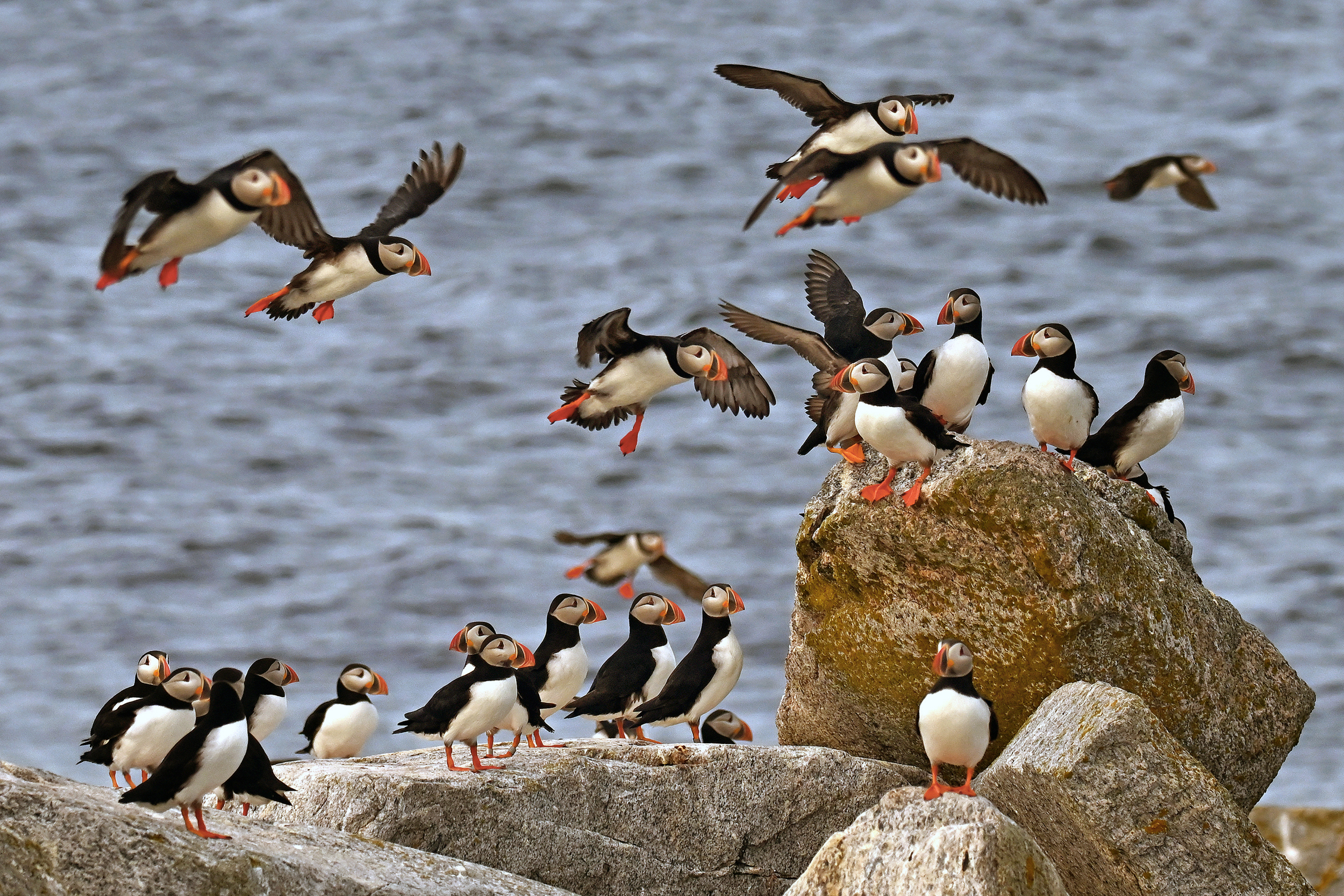 Puffins were hunted off Seal Island in the 1880s. Breeding began anew in 1992 and a record 672 breeding pairs were estimated last year. Credit: Derrick Jackson/The Equation