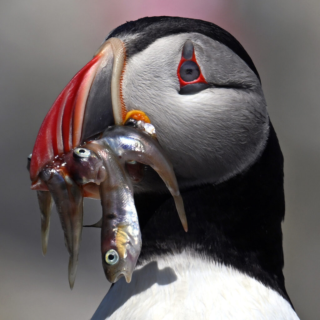 Credit: Derrick Jackson/The Equation