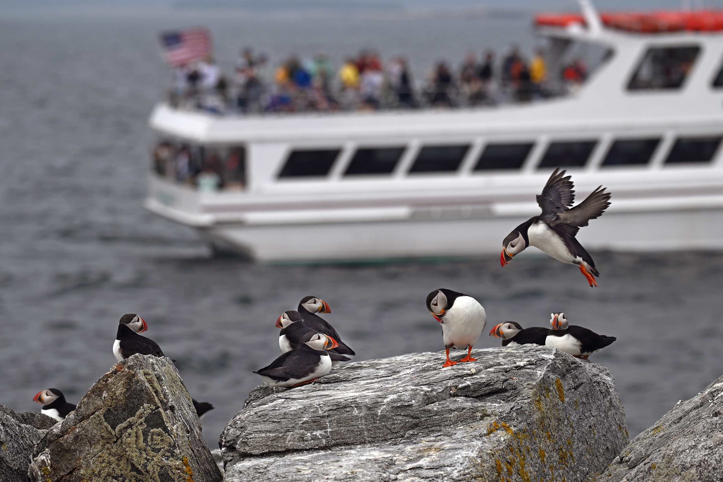 Puffins, once gone for nearly a century from several islands in Maine, are now a prime tourist draw. Credit: Derrick Jackson/The Equation