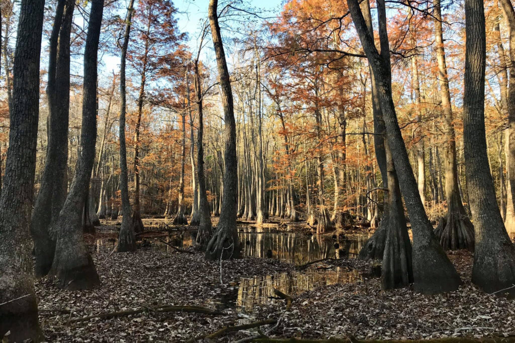 Wetlands, like those of Round Pond Swamp in Pope County, Ill., perform a variety of functions for communities, from recreation to stormwater management and wildlife habitat, the team reports. Credit: Paul B. Marcum