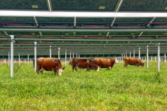 Cattle have been marked for an animal behavior study, showing each cow’s interaction with the solar equipment on Silicon Ranch’s Christiana Solar Farm in Tennessee. Credit: Courtesy of Silicon Ranch