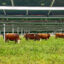 Cattle have been marked for an animal behavior study, showing each cow’s interaction with the solar equipment on Silicon Ranch’s Christiana Solar Farm in Tennessee. Credit: Courtesy of Silicon Ranch