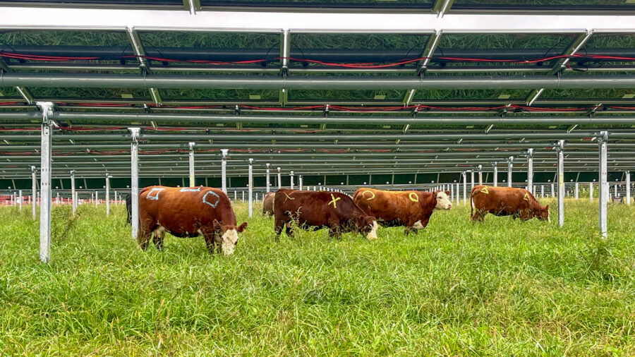 Cattle have been marked for an animal behavior study, showing each cow’s interaction with the solar equipment on Silicon Ranch’s Christiana Solar Farm in Tennessee. Credit: Courtesy of Silicon Ranch