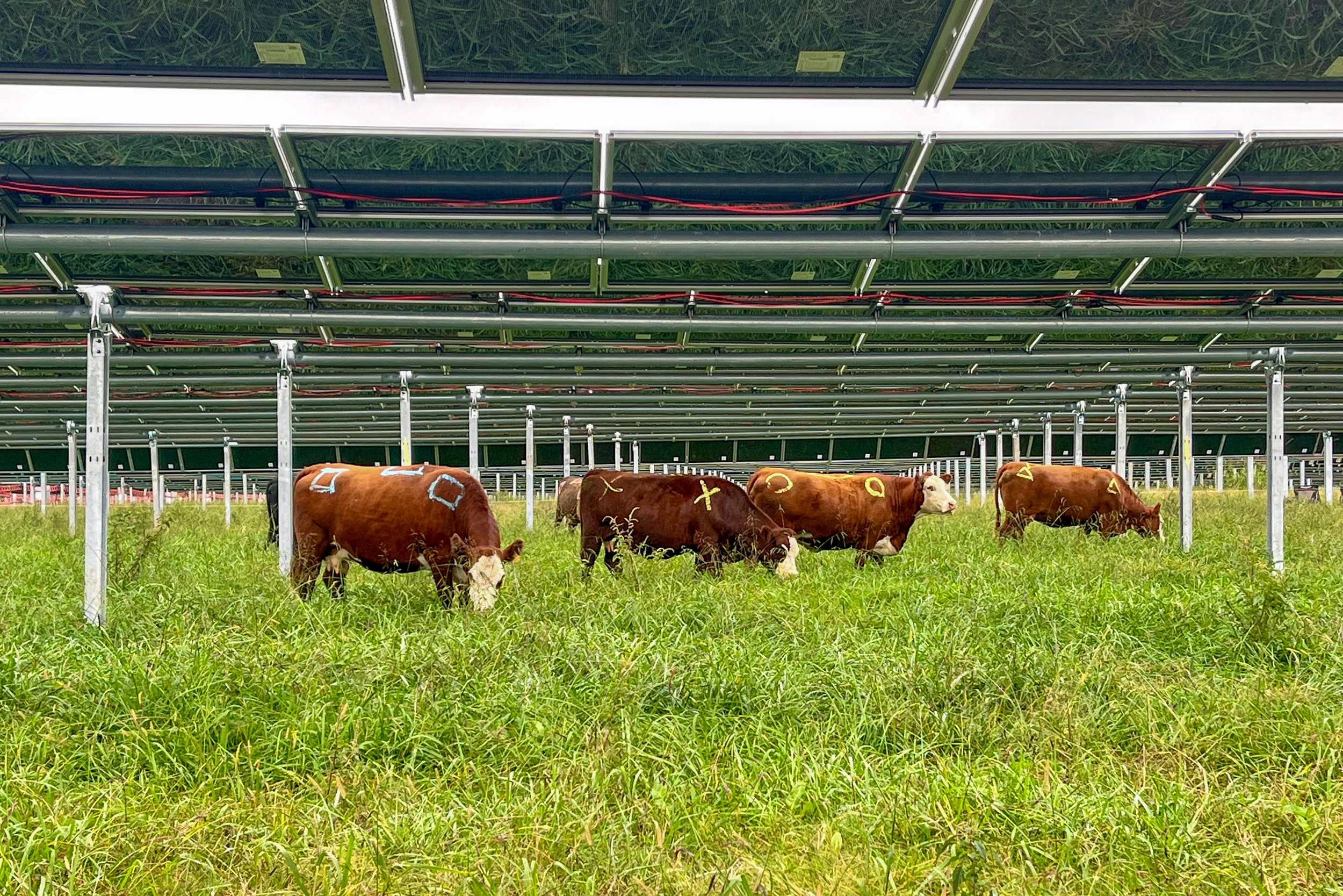 Cattle have been marked for an animal behavior study, showing each cow’s interaction with the solar equipment on Silicon Ranch’s Christiana Solar Farm in Tennessee. Credit: Courtesy of Silicon Ranch