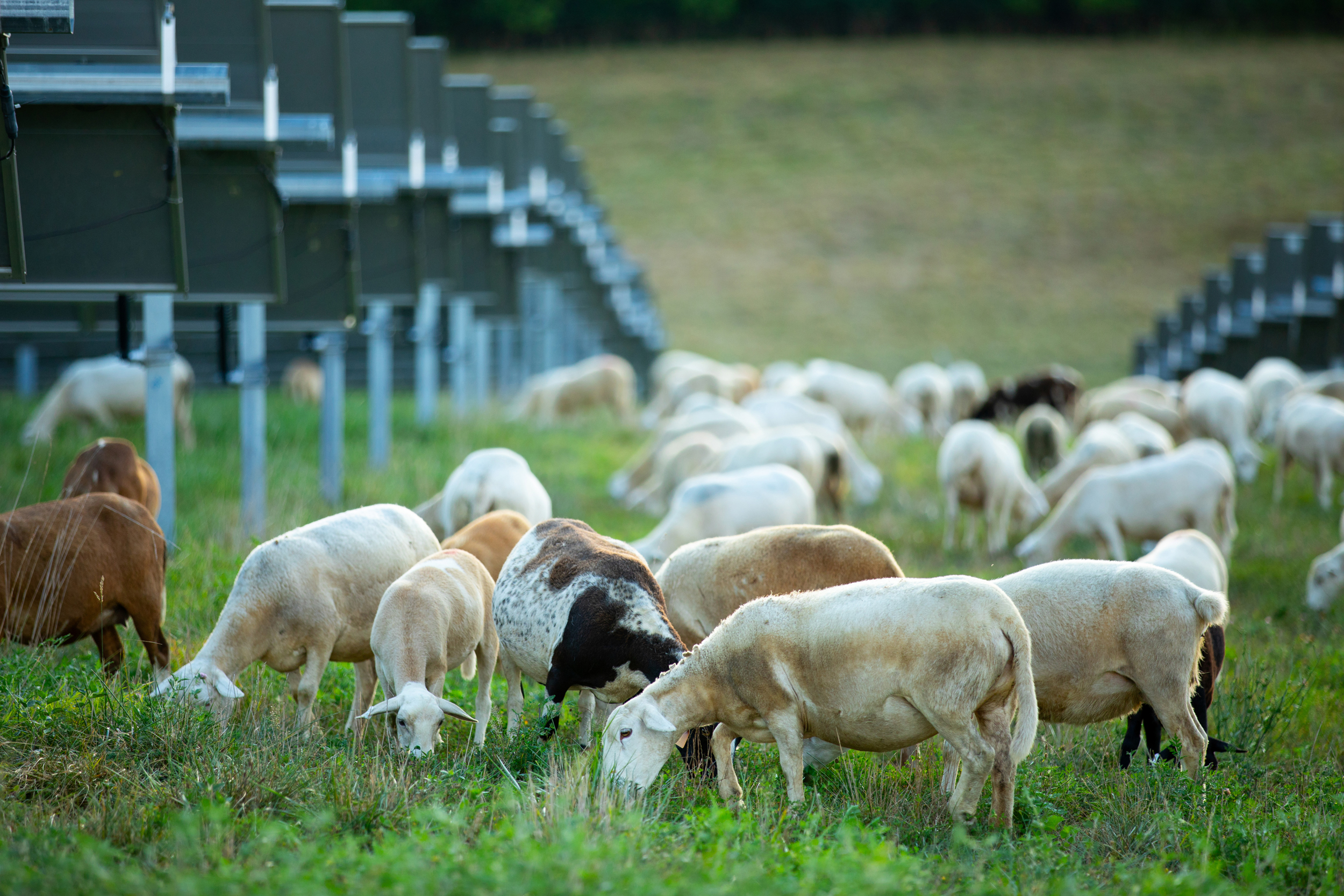 Sheep eat grass near rows of solar panels in Lancaster, Ky. Credit: Courtesy of Silicon Ranch