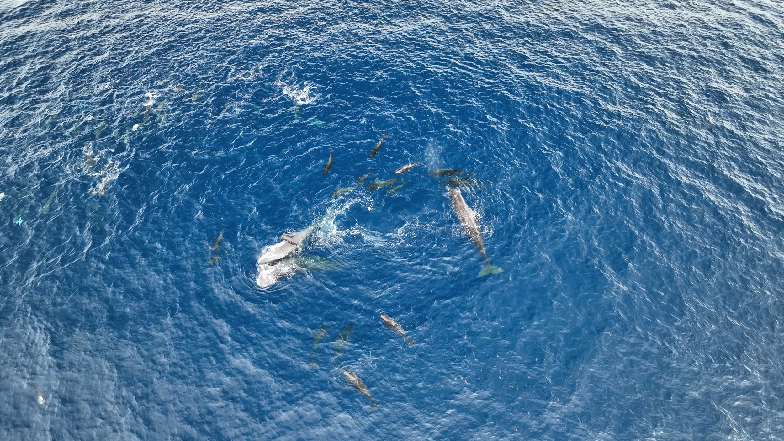 A sperm whale birth in July 2023. Credit: Project CETI