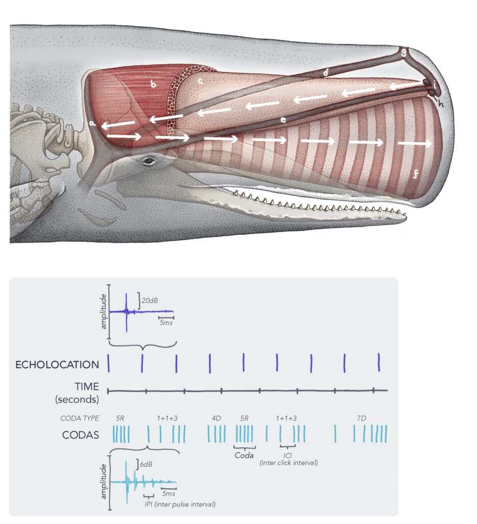 The "sperm whale bioacoustic system" shows the anatomy of a sperm whale's head. The white arrows illustrate how clicks are generated. The lower diagram shows coda patterns.  Credit: Alex Boersma/CETI
