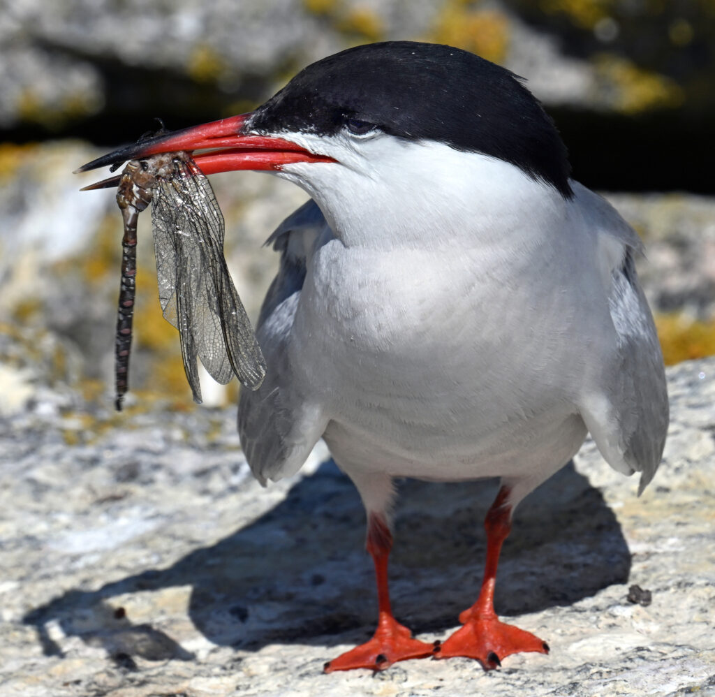 During times when water temperatures are too warm, the fish terns need to catch at the surface for their chicks often disappear, too deep to reach. In times of scarcity, terns will catch anything for a chick, including dragonflies. Credit: Derrick Jackson/The Equation