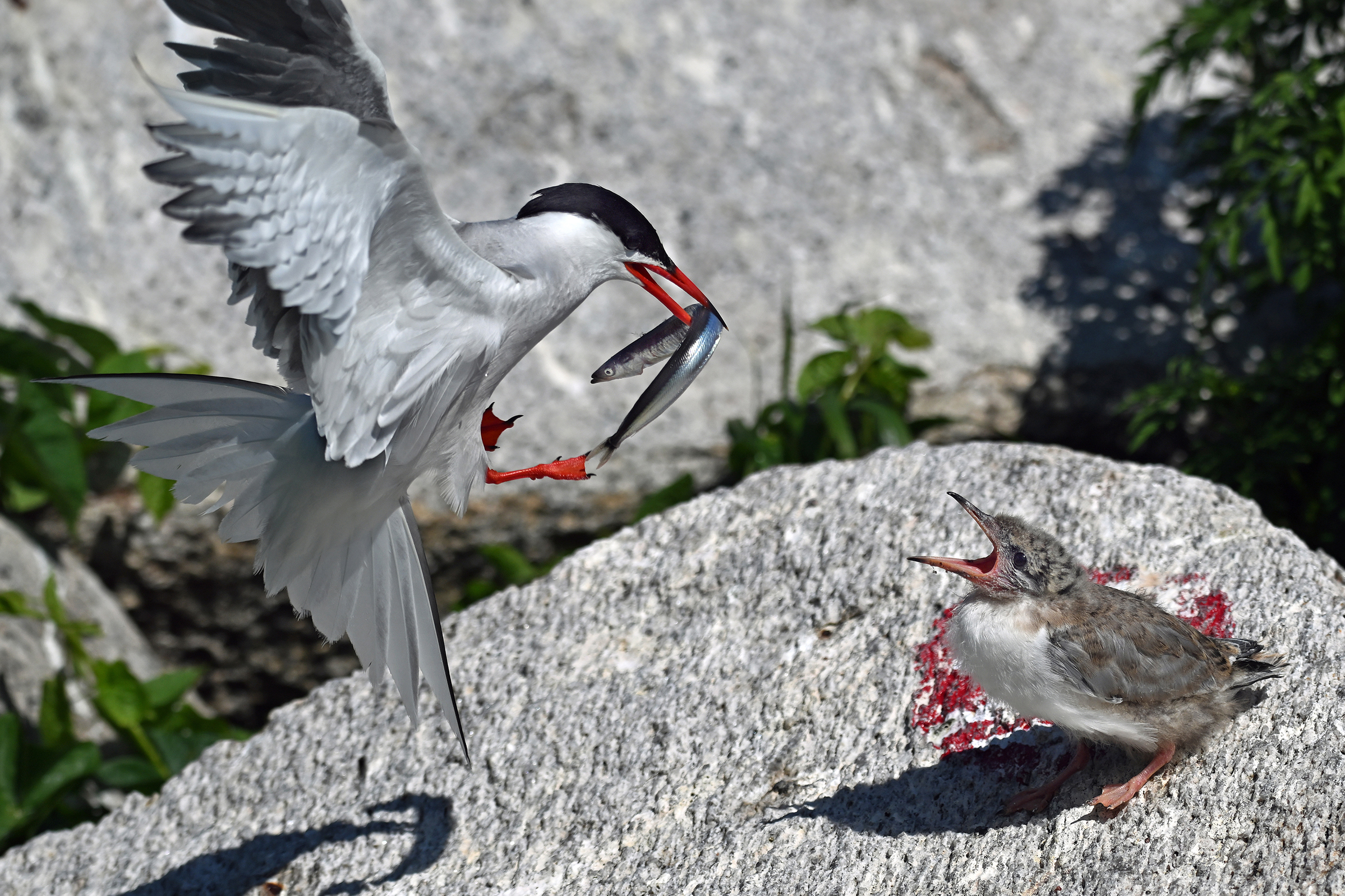 A tern delivers a fine meal of sand lance to a chick. Credit: Derrick Jackson/The Equation
