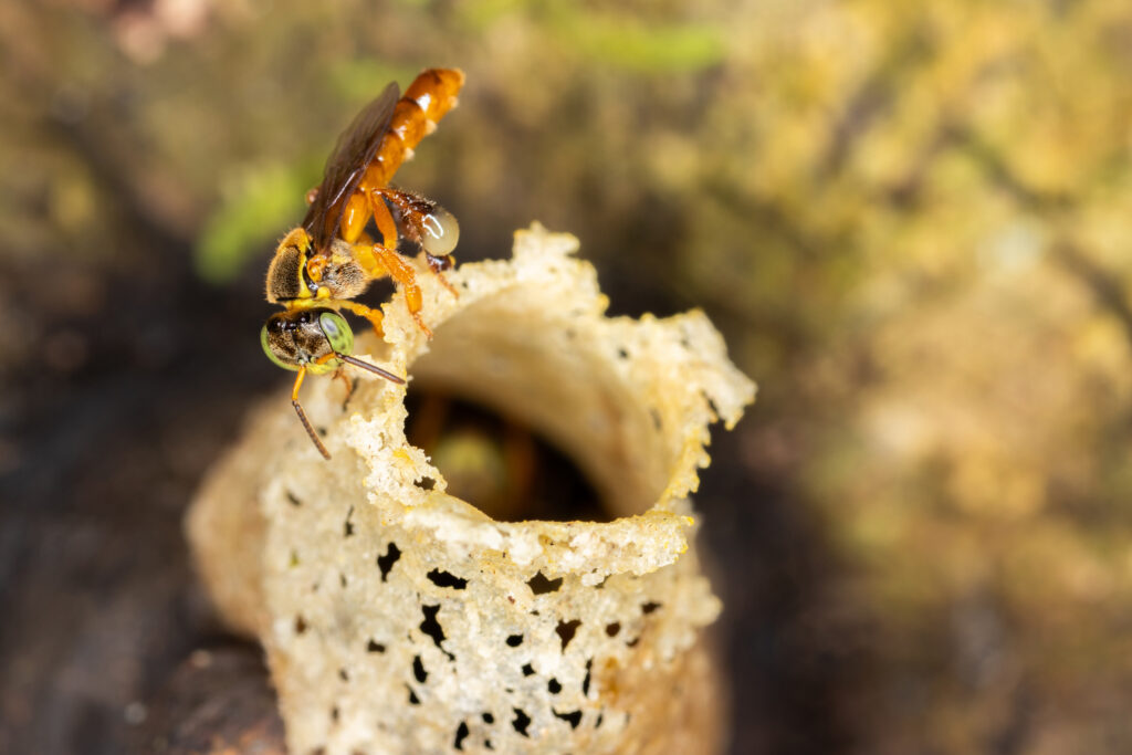 A worker bee at the entrance of a wild Tetragonisca angustula nest rests with a drop of resin on her corbiculae. Credit: Kathryn Naherny