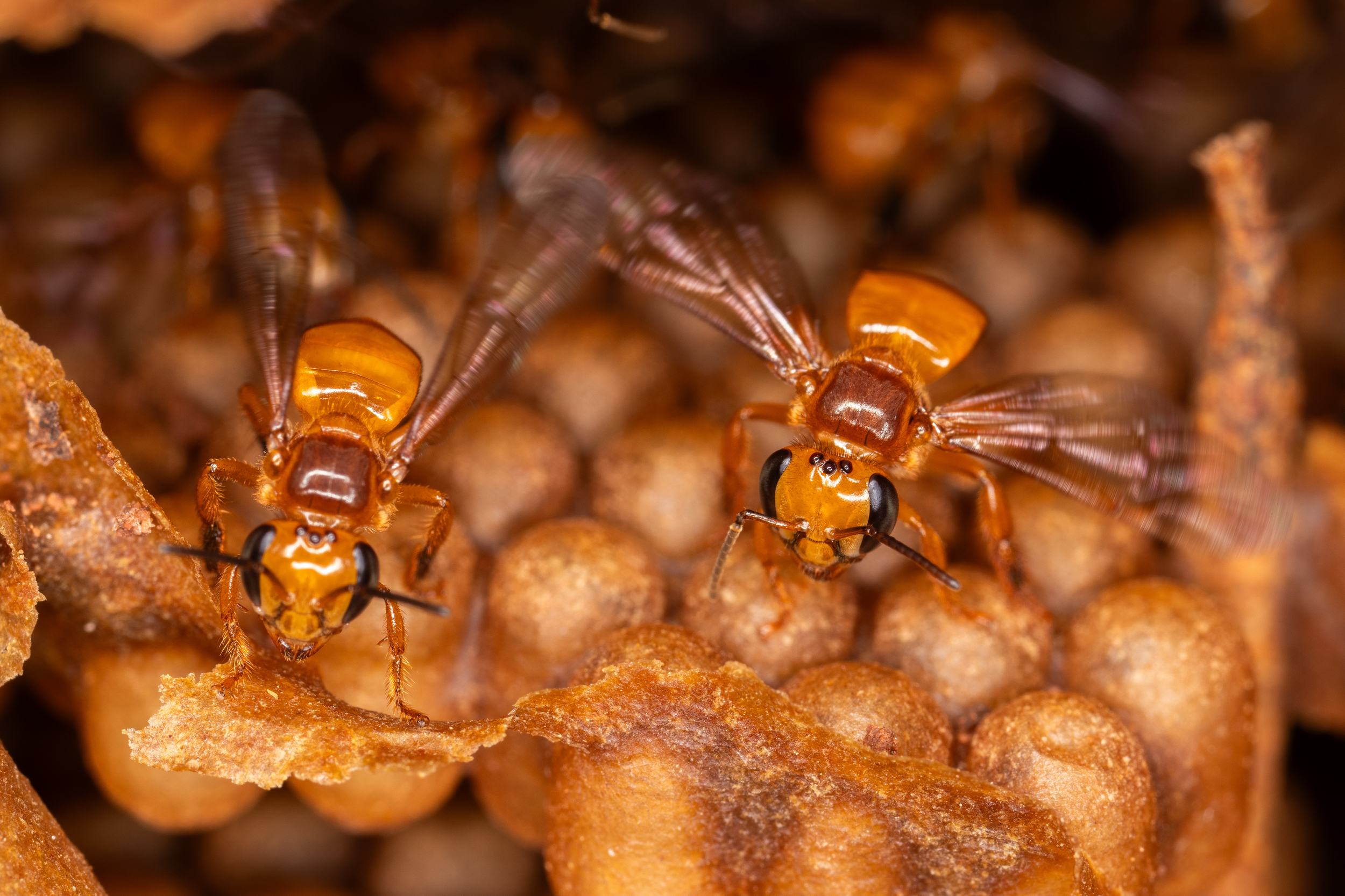 Workers of an undescribed species of stingless bees vigorously fan the brood comb of their nest to defend from intruders. Credit: Kathryn Naherny