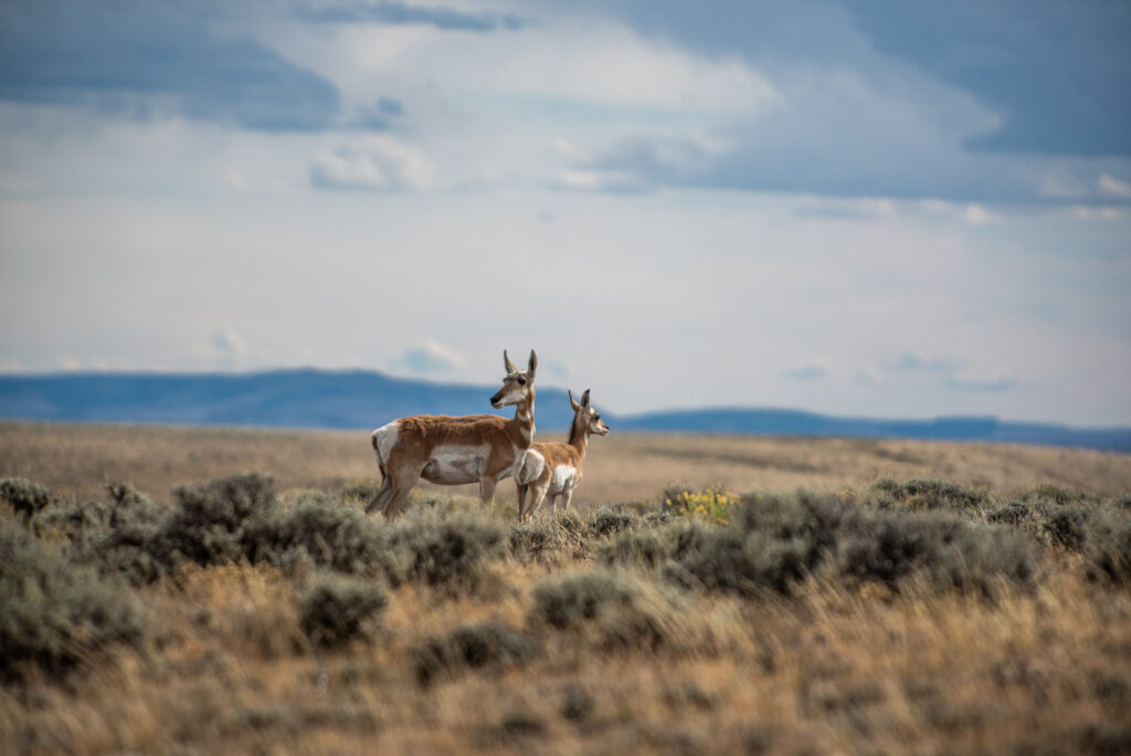 Pronghorn are seen in the “Golden Triangle” of Wyoming’s Red Desert. Credit: Michael Kodas/Inside Climate News