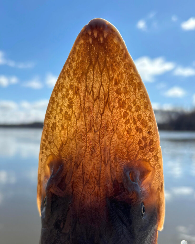 The scientific name for the shovelnose sturgeon, Scaphirhynchus platorynchus, comes from the Greek words for “spade snout” and “broad snout.” Credit: Illinois Natural History Survey-Illinois River Biological Station