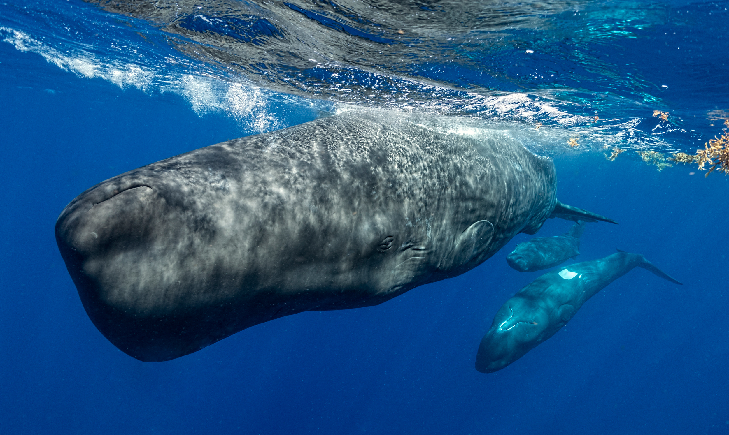 A sperm whale and two juveniles swim near the Eastern Caribbean island of Dominica. Credit: Amanda Cotton/CETI