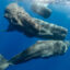 Sperm whales swim near the Eastern Caribbean island of Dominica. Sperm whales are the deepest diving mammals on Earth, going as far as 3,000 meters. Credit: Amanda Cotton/CETI