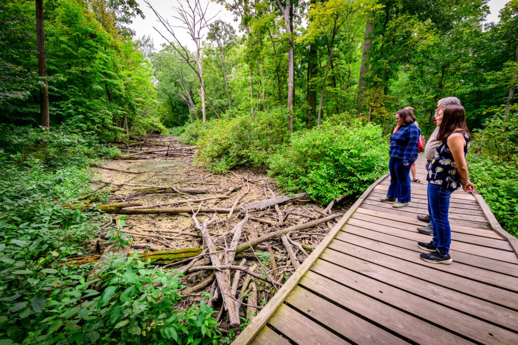 Chelsea Peterson (far right) joins other researchers with the University of Illinois Urbana-Champaign as they survey a wetland area at Busey Woods in Urbana. Credit: Fred Zwicky/University of Illinois Urbana-Champaign