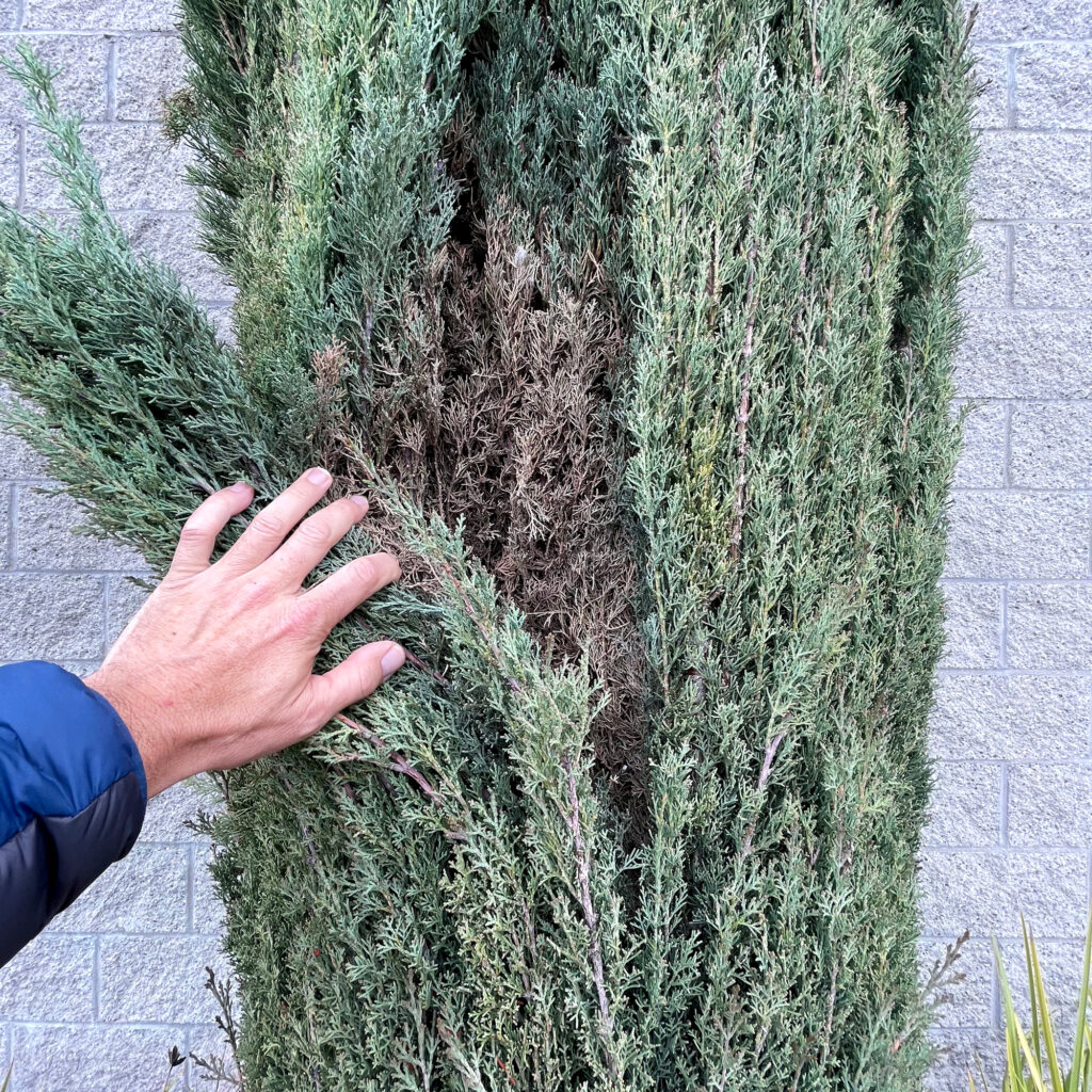 An Italian cypress looks green on the outside but is packed with dead debris on the inside. Firefighters often call these highly flammable species “Roman candles.” Credit: Courtesy of Stuart Mitchell