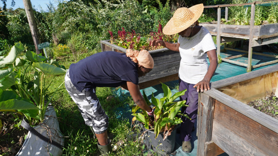 Residents cultivate a Creole garden on land contaminated with chlordecone, a toxic pesticide, in Saint-Claude, Guadeloupe. Credit: Mathilde Augustin/Inside Climate News