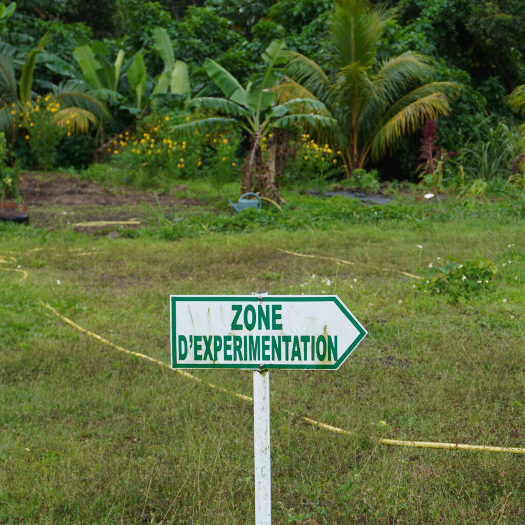 “Experimentation zones” are Creole gardens on land contaminated with chlordecone to test ways to grow food without exposure. Credit: Mathilde Augustin/Inside Climate News