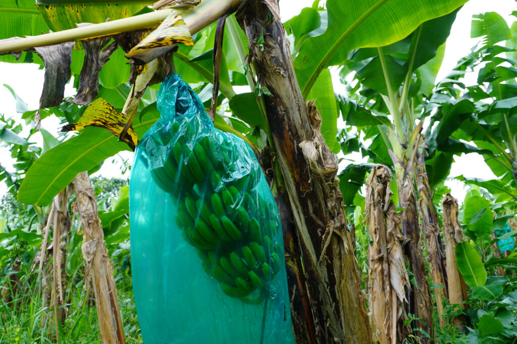 Banana plantations cover much of Guadeloupe’s Basse-Terre island, where chlordecone was widely used until the mid-1990s, leaving nearby soil and water contaminated. Credit: Mathilde Augustin/Inside Climate News