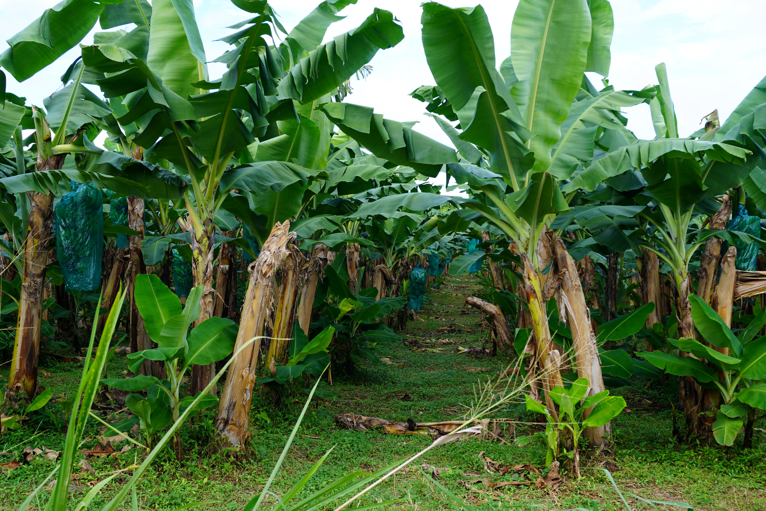 Banana plantations cover much of Guadeloupe’s Basse-Terre island, where chlordecone was widely used until the mid-1990s, leaving nearby soil and water contaminated. Credit: Mathilde Augustin/Inside Climate News