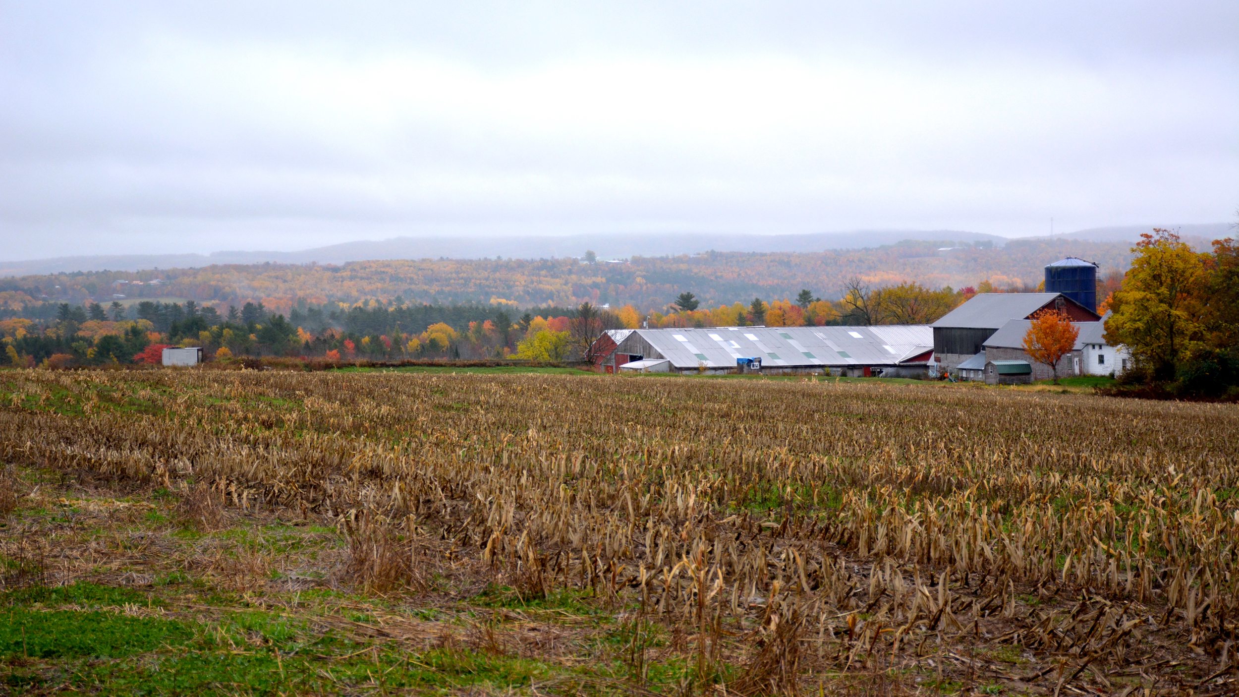 Around 90 farms in Maine have been found to have unsafe levels of PFAS contamination in their soil and groundwater. Credit: Sydney Cromwell/Inside Climate News