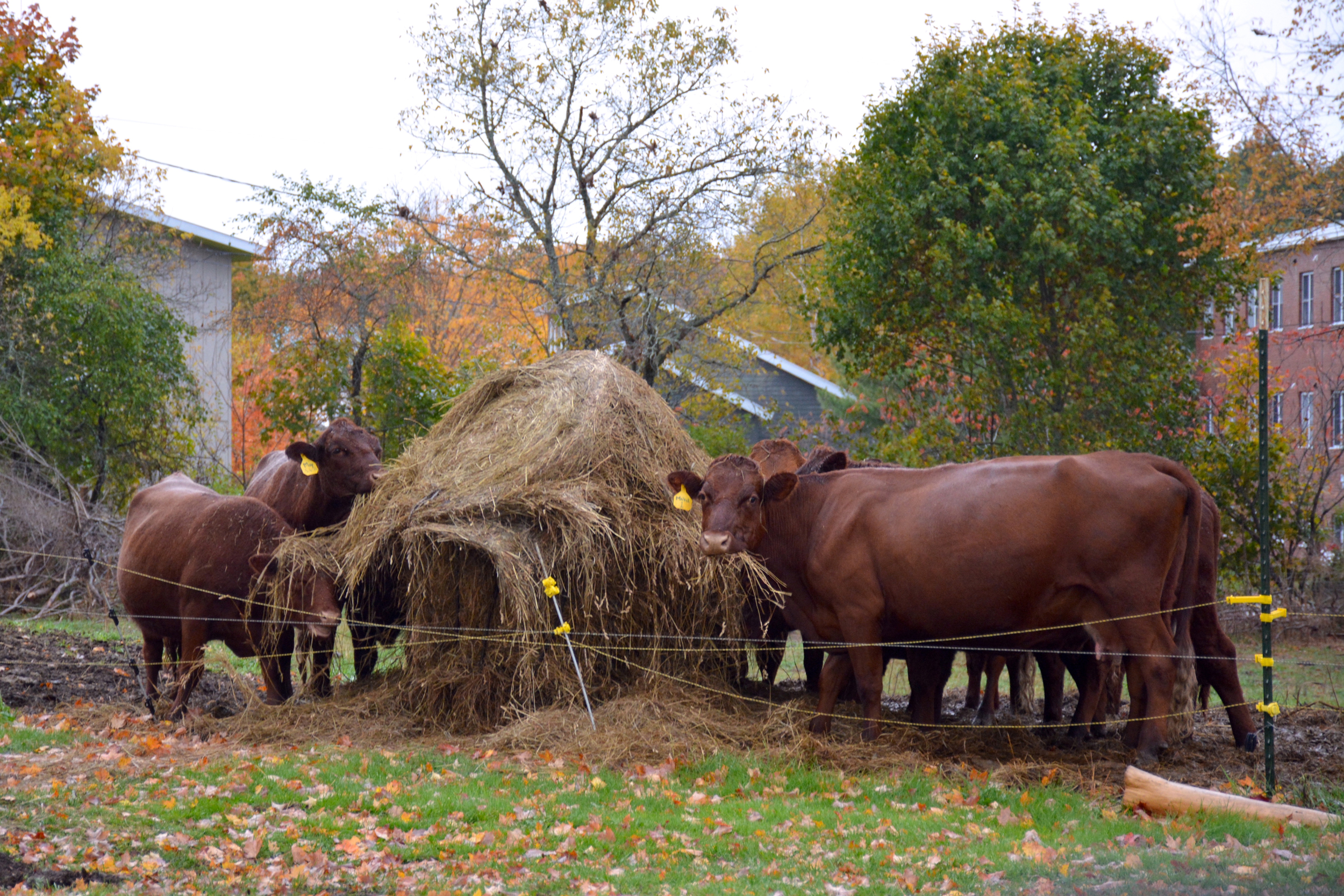 Beef and dairy cattle can ingest PFAS chemicals through contaminated feed, and the chemicals make their way into the cows’ meat and milk. Credit: Sydney Cromwell/Inside Climate News