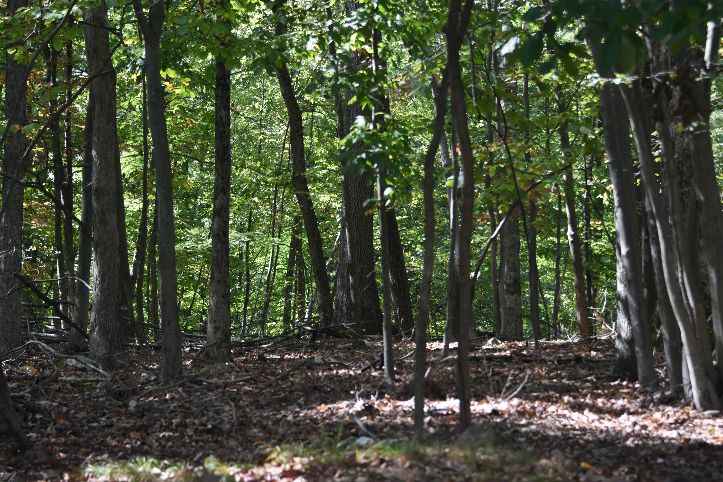 The dense old-growth forest of the Second Watchung Ridge. Credit: Ryan Krugman/Inside Climate News