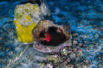 More than 90 species of reef fish, including the commercially important southern red snapper, depend on the Great Amazon Reef System, where they feed and shelter in its crevices and caves. Credit: Greenpeace Brazil